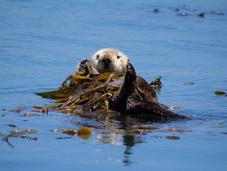 Sjøotterbeskyttelse: Nøkkelen til å dempe klimaendringenes påvirkning på arktiske marine økosystemer