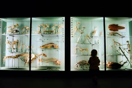 The Oldest Modern Bird: Unveiling the Mystery of Wonderchicken