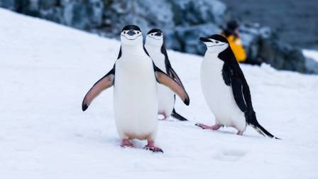 Essential Facts About Penguins