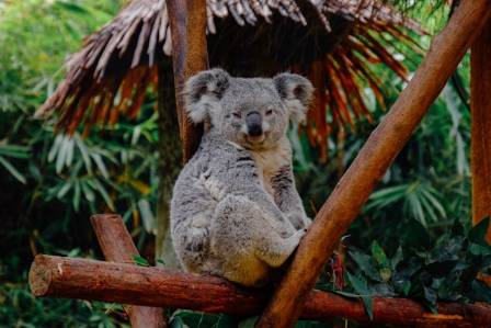 Delving into the Enigmatic World of Koalas: 10 Fascinating Insights
