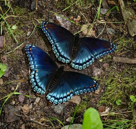 Verifiserte fakta om morfosommerfugler