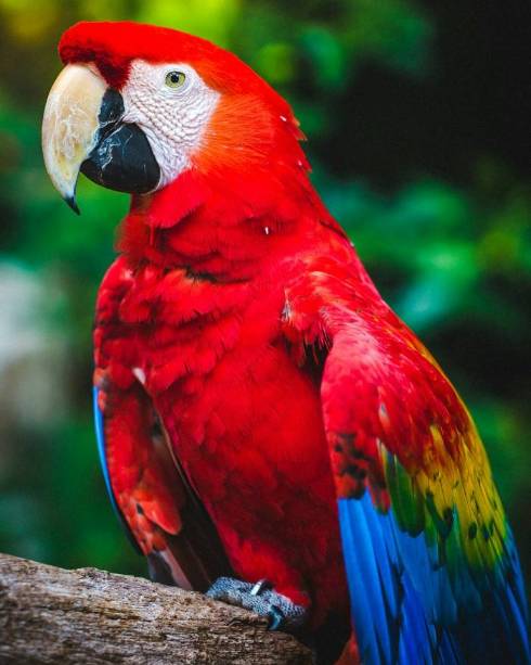 Avian Lifespans: Parrots and Their Feathered Kin