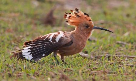 An Introduction to the Hoopoe: Nature's Crowned Aviator