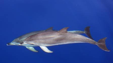 Vanlig delfin (Delphinus delphis)