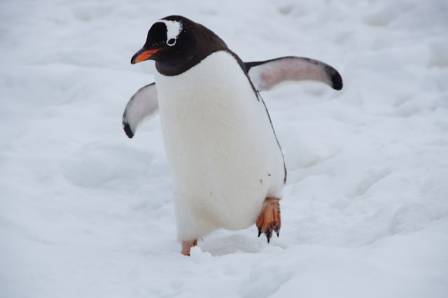 Ten Fascinating Insights into the World of Penguins
