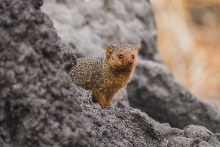 8 fantastiske fakta om mongooser