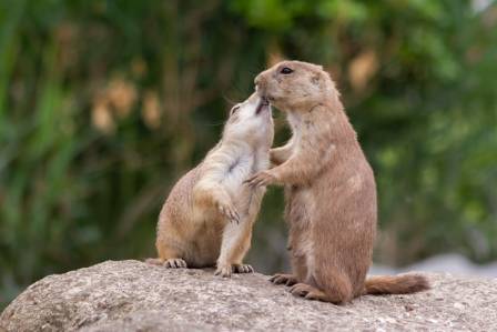 Getting to Know the Black-Tailed Prairie Dog (Cynomys ludovicianus)