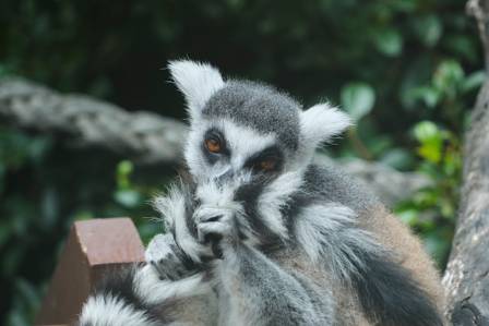 Ringhalelemur (Lemur catta) – Artsoversikt