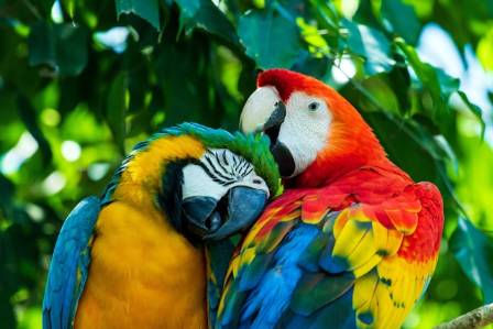 Dazzling Avian Wonders: A Guide to the World’s Most Colorful Birds