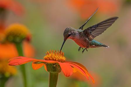 Ten Captivating Characteristics of the Ruby-throated Hummingbird