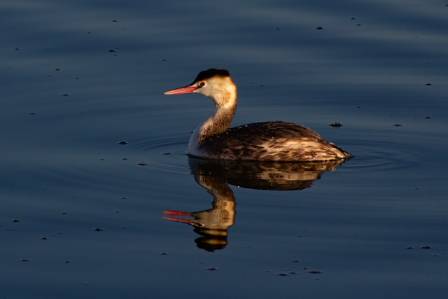 Hornsvømmefuglen: En akvatisk spesialist