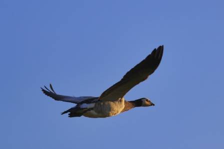 Hvor fort kan gjess fly: Fakta om hastighet og utholdenhet