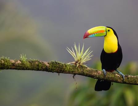 Discovering the Toucans of Costa Rica
