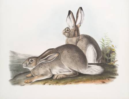 Veiledning for å lage et realistisk kaninportrett med grafittblyanter