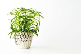 Expert Strategies for Integrating Greenery and Planters into Your Interior