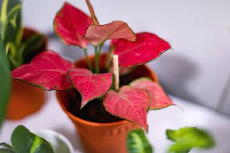 9 Vakkere innendørs plantedekorasjonsideer for hvert rom