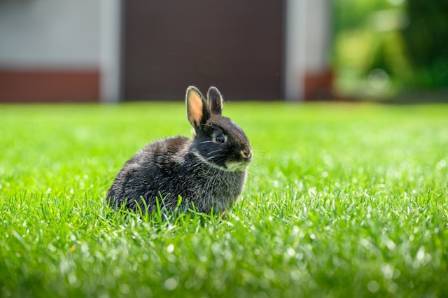 4 Cutest Bunny Breeds That Make Adorable Companions