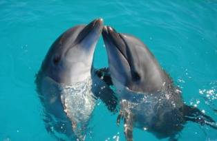 3 Must-Know Facts About Bottlenose Dolphins