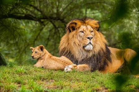 Top 10 Interesting Realities About Lions