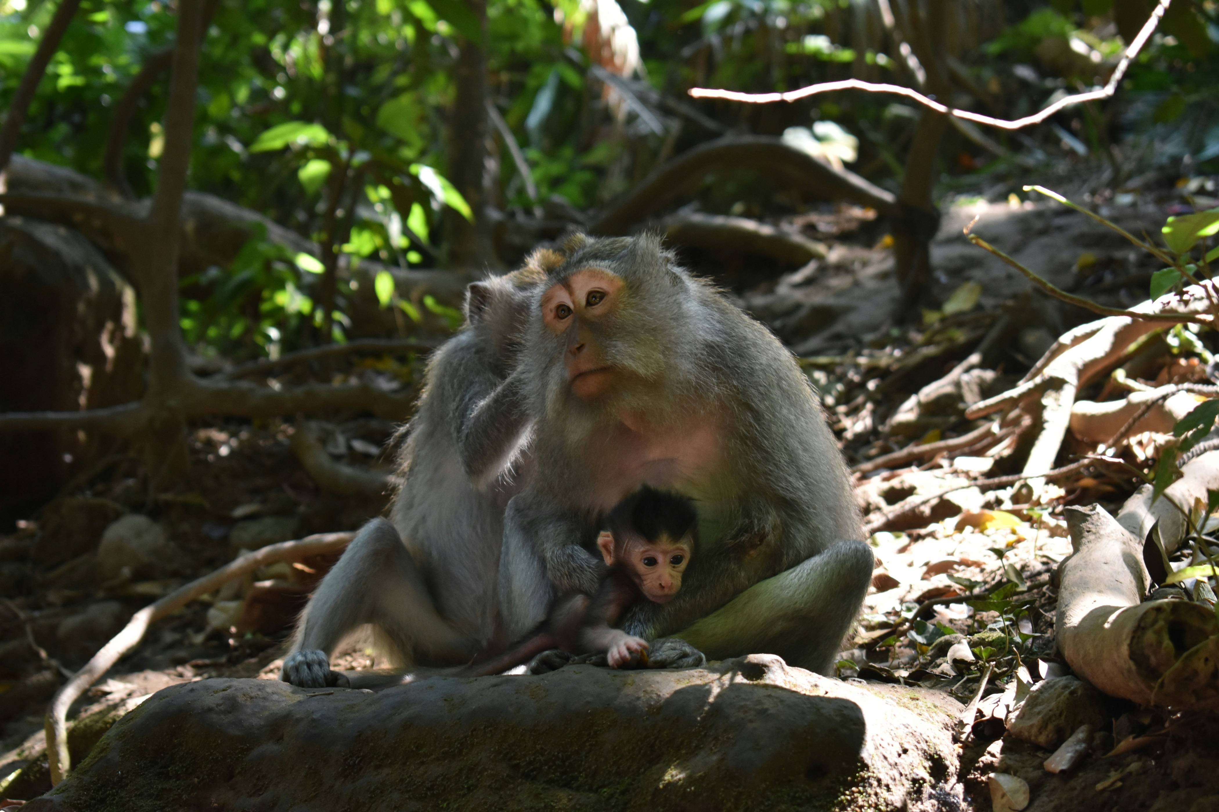 brown monkey sitting on brown rock during daytime