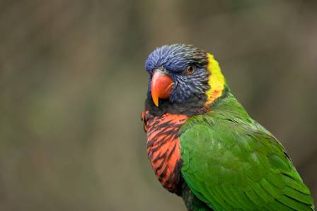 Vitenskapen bak fuglenes strålende farger