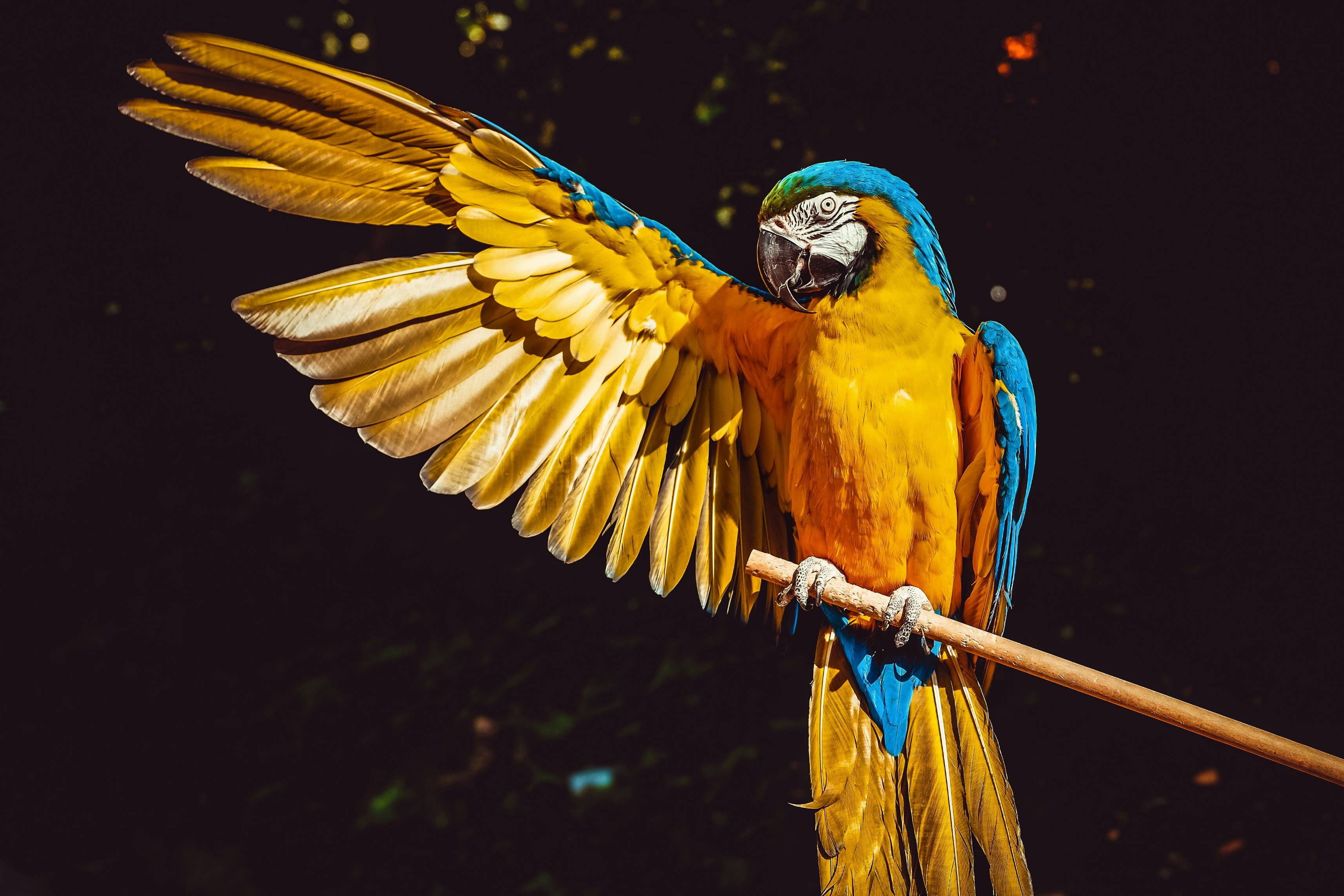 yellow blue and green parrot