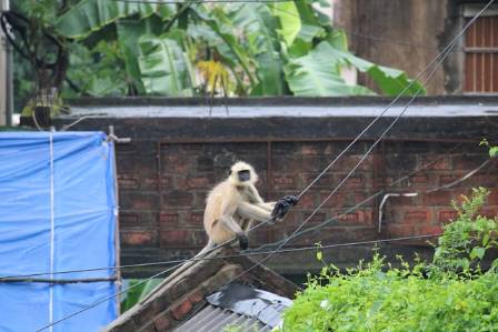 Bengalsk Hanuman Langur