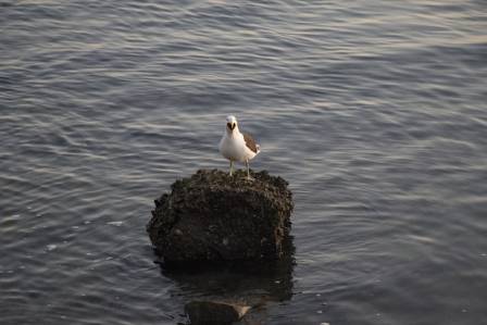 The Life Cycle of the Mediterranean Gull From Nest Construction to Fledging and All Stages In Between