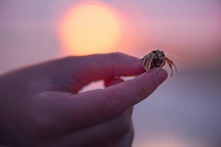 Essential Realities of the Hermit Crab