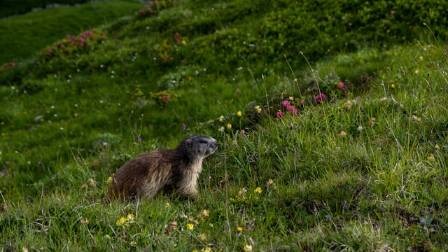 Yellow-bellied Marmot