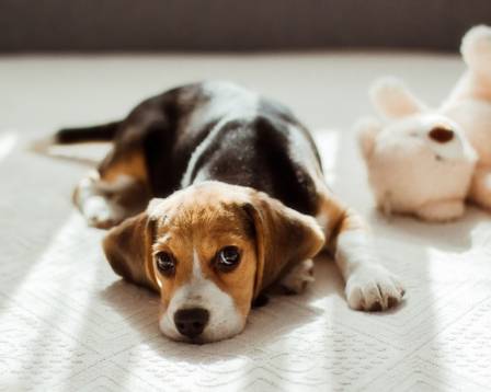 All About Beagles: Key Information and Traits of the Breed