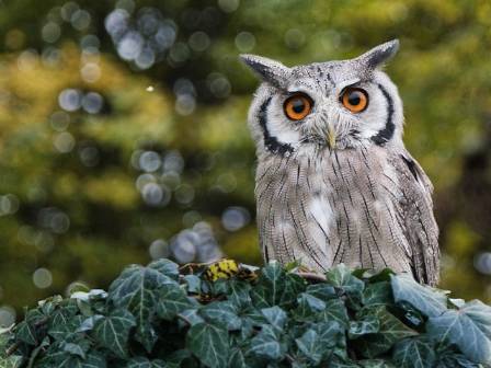 4  Surprising Factors Of Owls